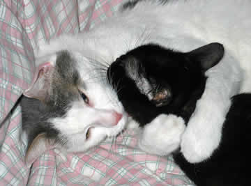 a larger cat is putting his paws around his best friend, a smaller cat